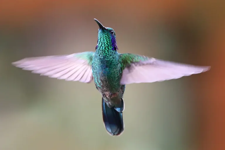 Hummingbird with wings moving quickly