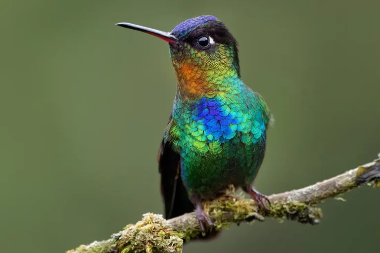 Colorful hummingbird standing an a branch