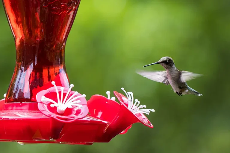 Hummingbird landing on red hummingbird feeder