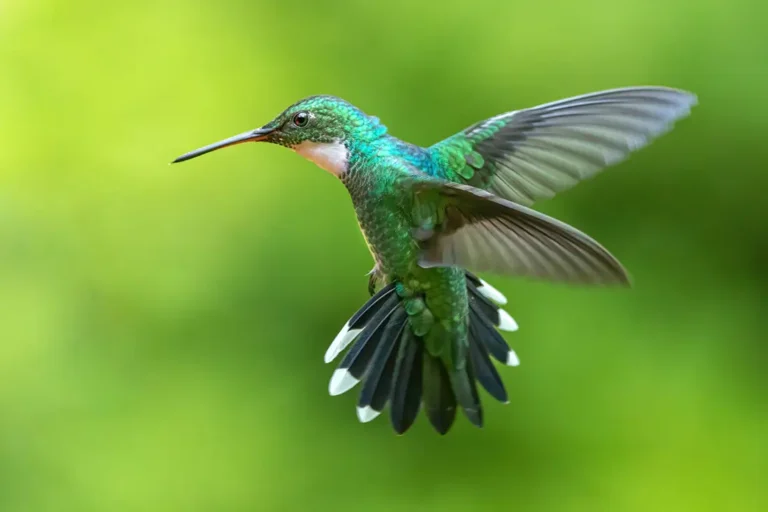 Hummingbird flying