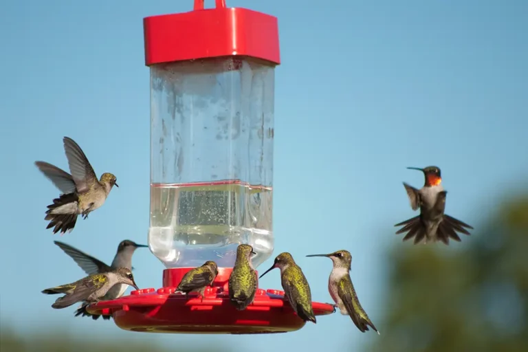 Several Hummingbirds eating from a feeder