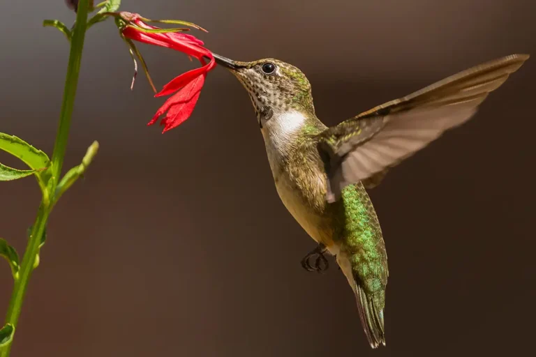Hummingbird eating from a red flower