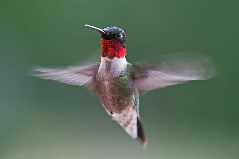 Hovering Hummingbrid with bright read throat
