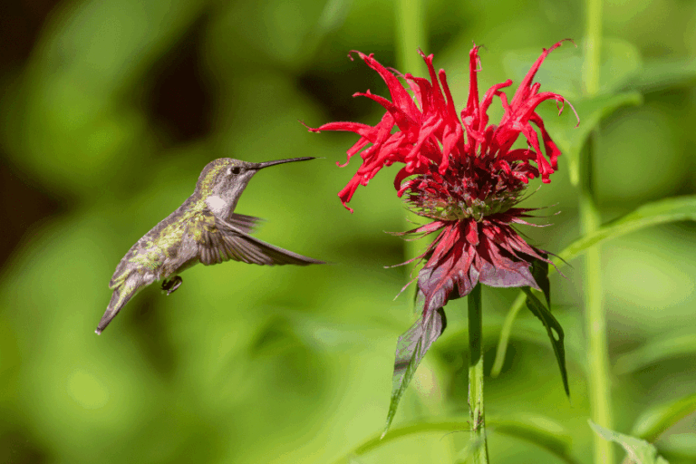 Close up of a hummingbird feeding from a red bee balm flower.