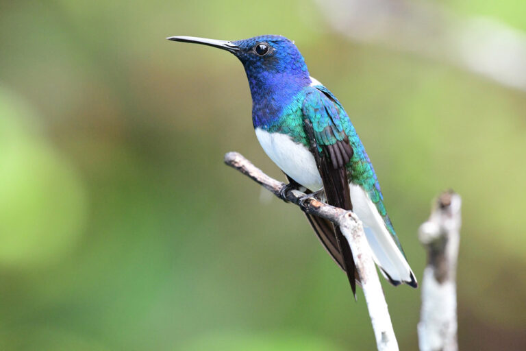 Close up of a blue hummingbird resting on a branch.