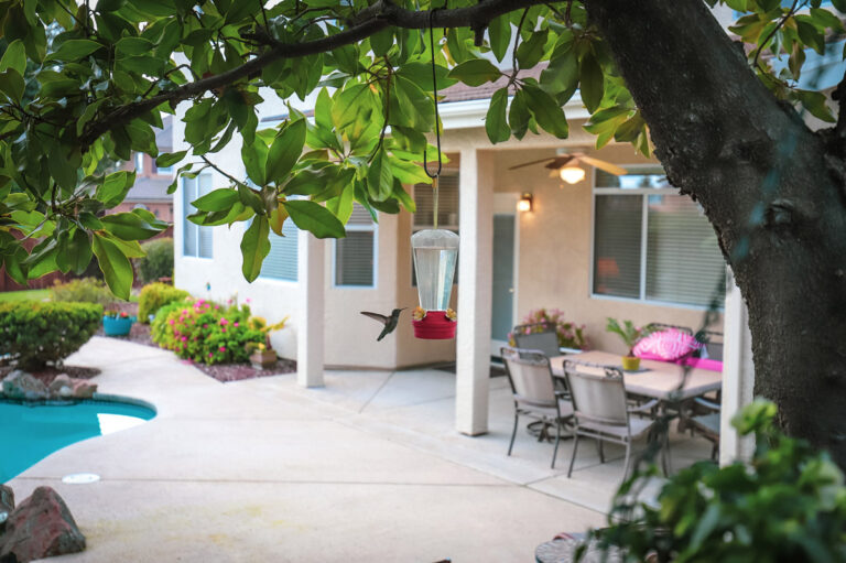 A hummingbird feeder hangs in a tree next to a backyard pool. A hummingbird is feeding.