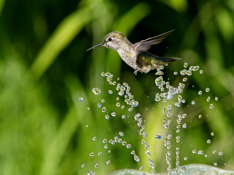 A hummingbird flies above a clean water fountain.