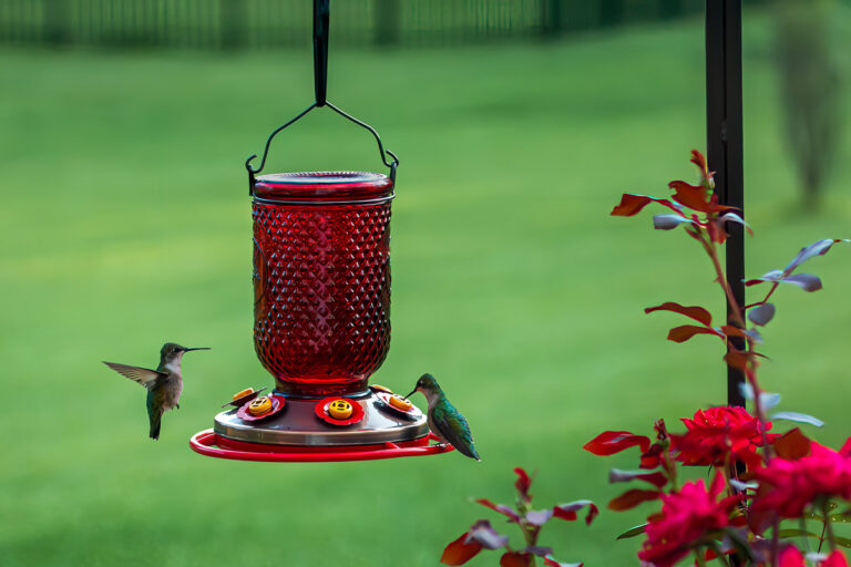 A close up of two hummingbirds at a red, glass feeder. There are red flowers to the right.