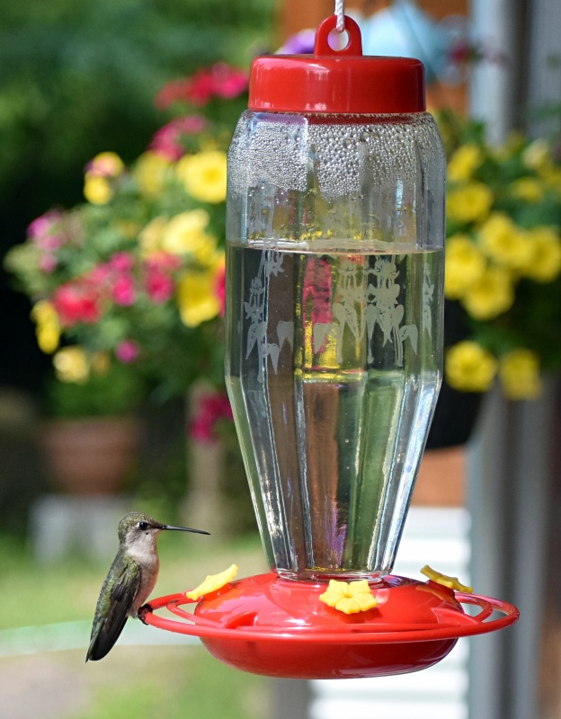A hummingbird sits on a feeder with flowers in the background.